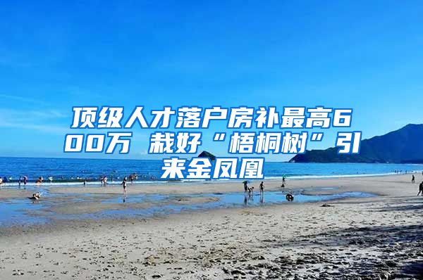 頂級人才落戶房補最高600萬 栽好“梧桐樹”引來金鳳凰